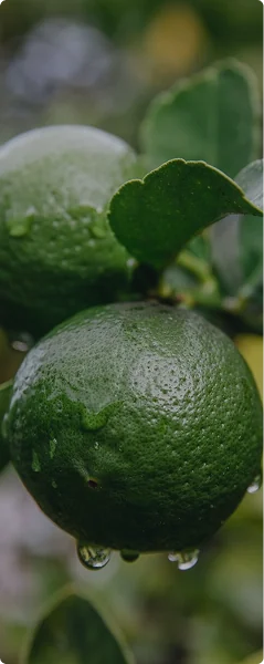 Bergamot