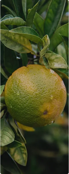 Grapefruit