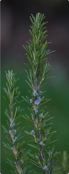 Rosemary