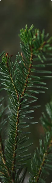 Cedar