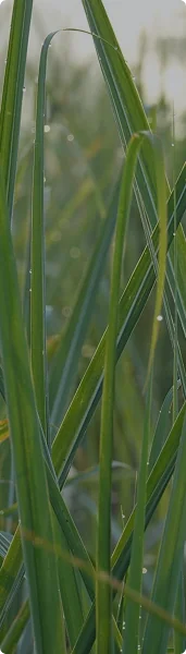 Vetiver